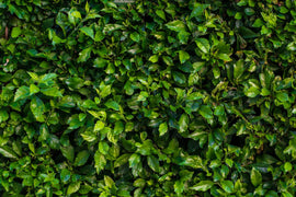 You need a cordless hedge trimmer